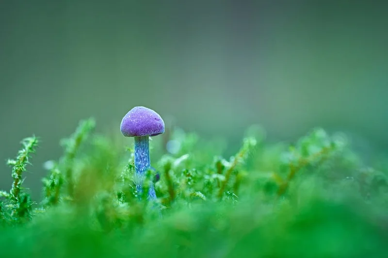 Representasi visual saka menipu